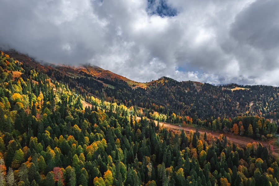 vanderdrone rosa october 030