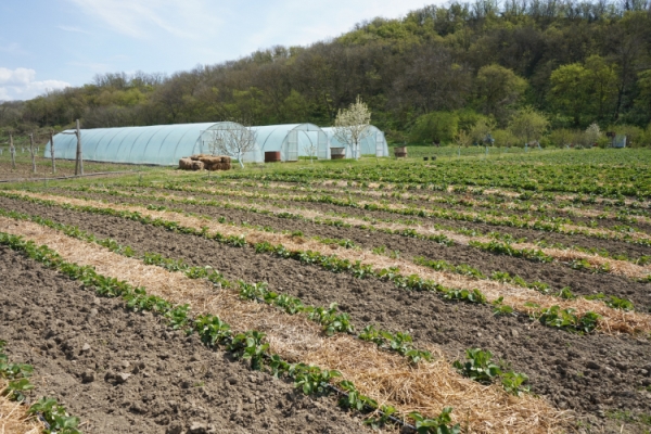 agrokonk
