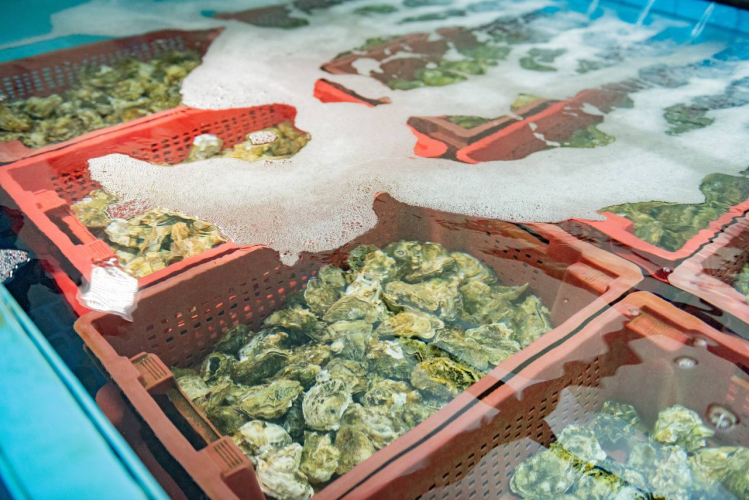 В Севастополе субсидируют предприятия по производству аквакультуры