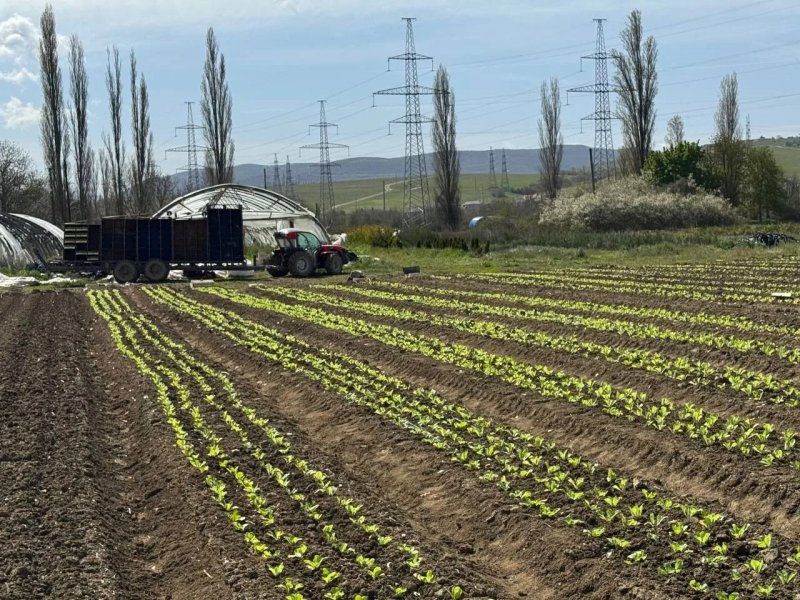 В Севастополе высажено более 220 тысяч саженцев пекинской капусты
