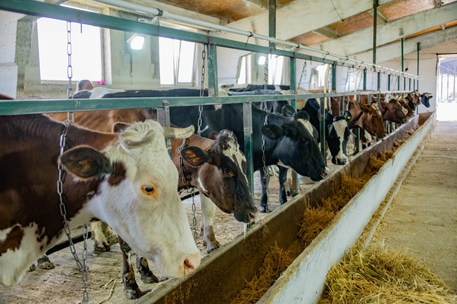 В Севастополе увеличили господдержку животноводства