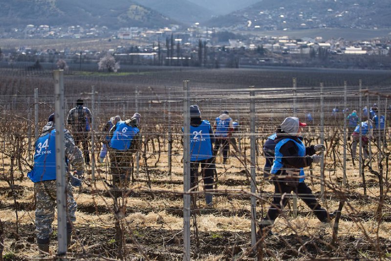 В Севастополе прошел конкурс «Лоза России 2026»: названы лучшие обрезчики виноградной лозы