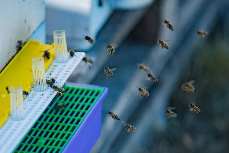 В Севастополе на 50% увеличили господдержку для развития пчеловодства