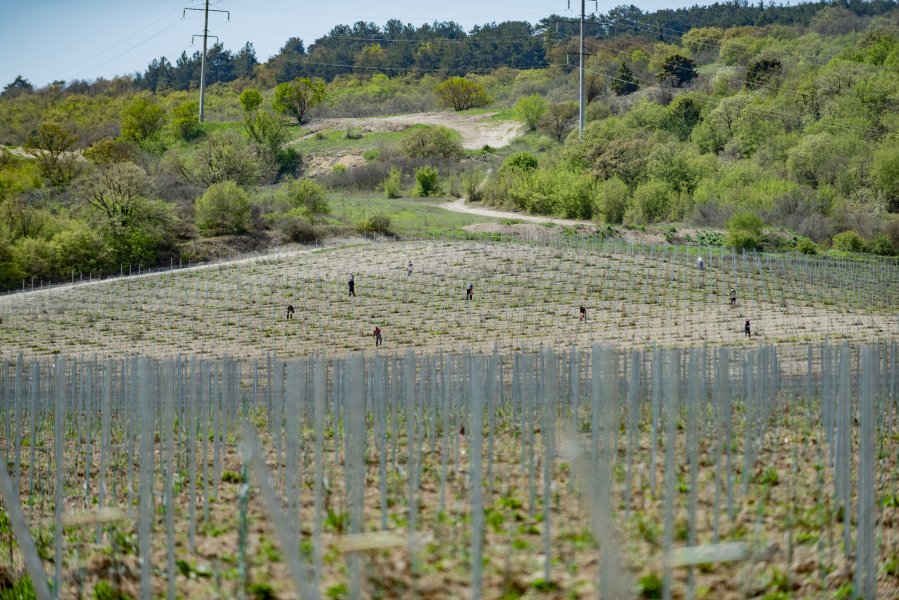 vinogr