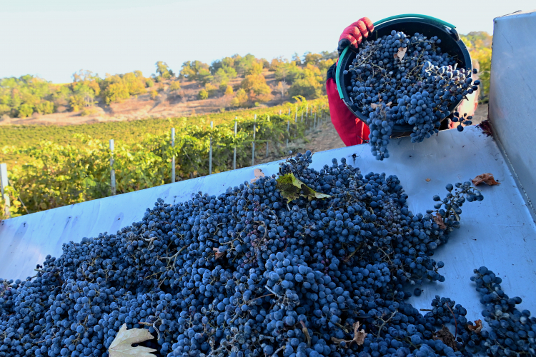 vinograd