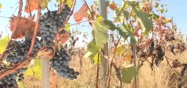 vinogradd