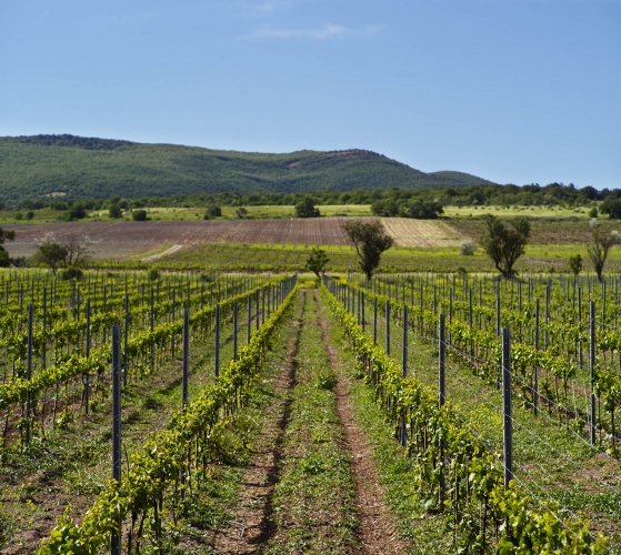 vinogradnik