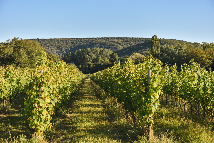 vinogradniki