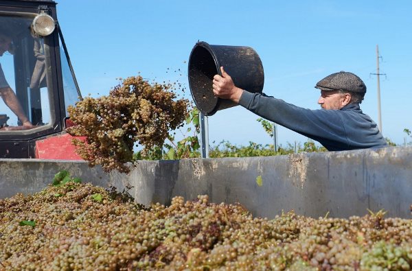 vinogradyborka