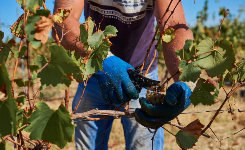vinosbor