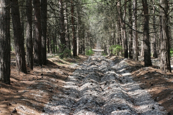 polosapojar