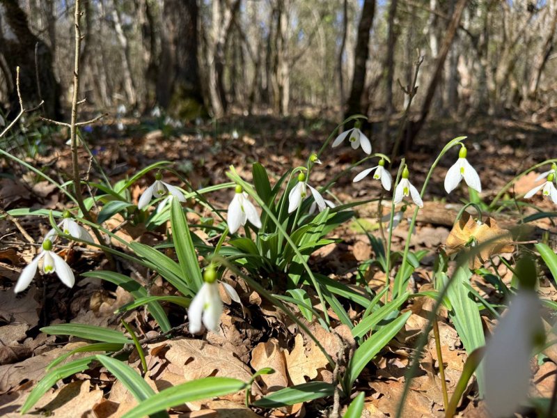 В севастопольских лесах зацвели первые весенние цветы: инспекторы напоминают — подснежники под охраной закона